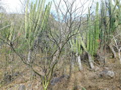 Stenocereus montanus