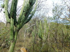 Stenocereus montanus