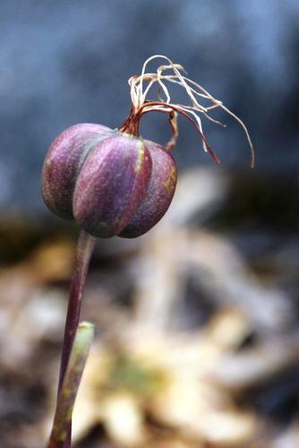 Eustephia coccinea, photograph 4