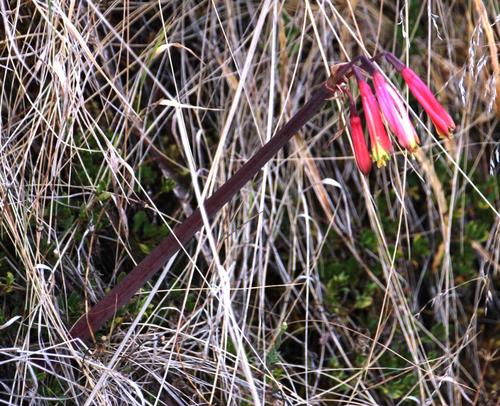Eustephia coccinea, photograph 3