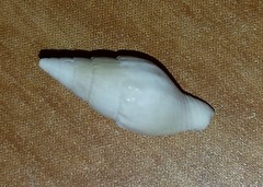 Columbellidae