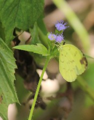 Eurema andersoni