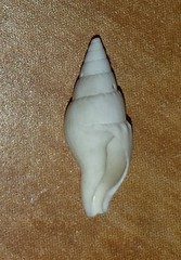 Columbellidae