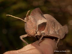 Lobosceliana loboscelis