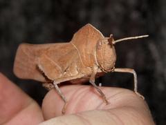 Lobosceliana loboscelis