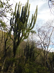 Stenocereus montanus