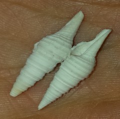 Polystira