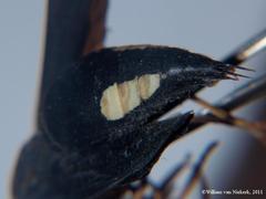 Synagris proserpina niassae