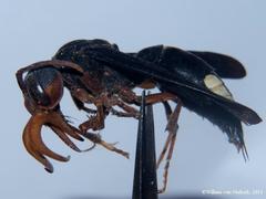 Synagris proserpina niassae