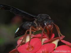 Synagris proserpina niassae