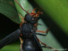 Synagris proserpina niassae
