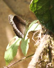 Mycalesis anaxias