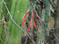 Fouquieria macdougalii