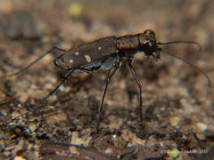 Cylindera disjuncta