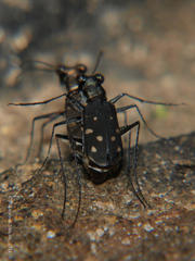 Cylindera disjuncta
