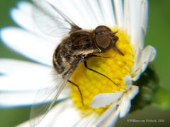 Exhyalanthrax abruptus
