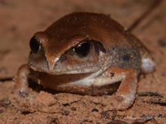 Arthroleptis stenodactylus