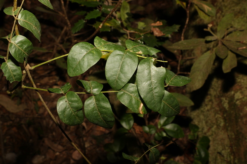 Image of Brachypterum involutum by (c) Greg Tasney, some rights reserved (CC BY-SA)