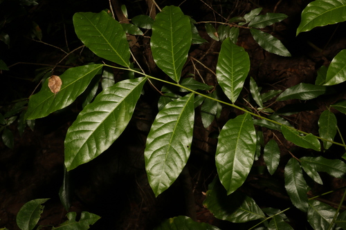 Image of Harpullia pendula by (c) Greg Tasney, some rights reserved (CC BY-SA)