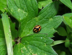 Micraspis flavovittata