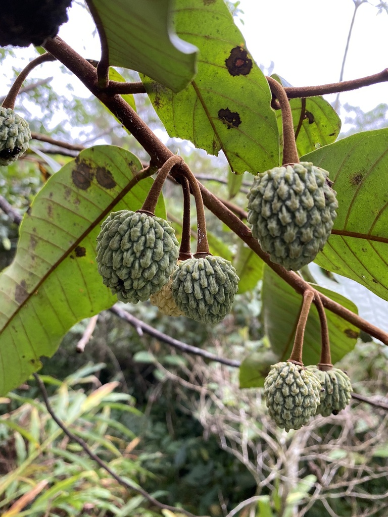 Annona dolabripetala