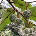 Annona dolabripetala - Photo (c) Geovane Siqueira, some rights reserved (CC BY-NC), uploaded by Geovane Siqueira