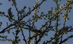 Vachellia hebeclada hebeclada