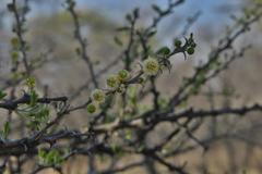 Vachellia hebeclada hebeclada