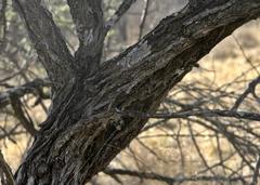Vachellia hebeclada hebeclada