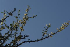 Vachellia hebeclada hebeclada