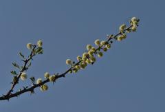 Vachellia hebeclada hebeclada