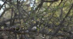 Vachellia hebeclada hebeclada