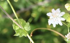 Moscharia pinnatifida