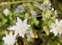 Moscharia pinnatifida