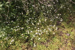 Moscharia pinnatifida