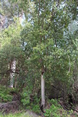 Cryptocarya alba