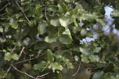 Cryptocarya alba
