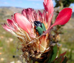 Trichostetha fascicularis
