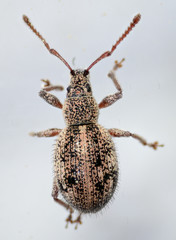 Thricolepis inornata