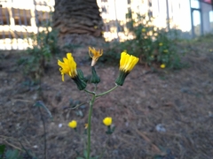 Sonchus