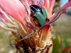 Trichostetha fascicularis