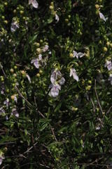 Teucrium bicolor