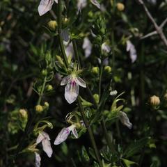 Teucrium bicolor