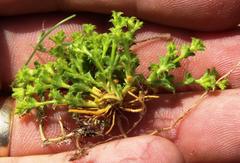 Lastarriaea chilensis