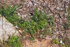 Lastarriaea chilensis