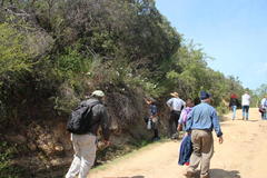 Leucocoryne ixioides