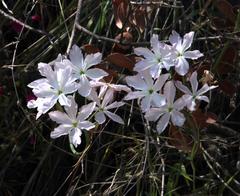 Leucocoryne ixioides