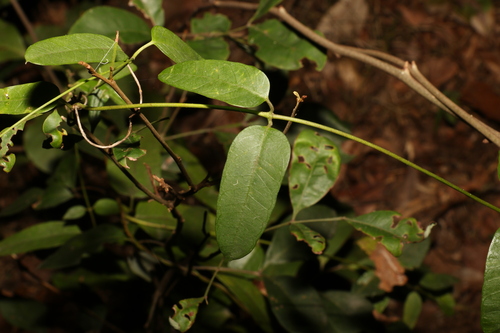 Image of Parsonsia lanceolata by (c) Greg Tasney, some rights reserved (CC BY-SA)