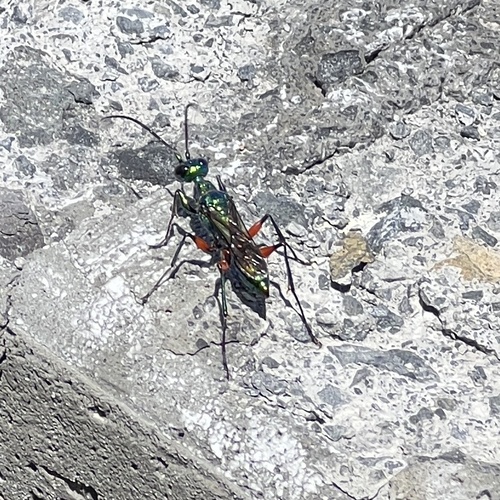 Emerald Cockroach Wasp photo 6