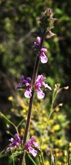 Stachys grandidentata